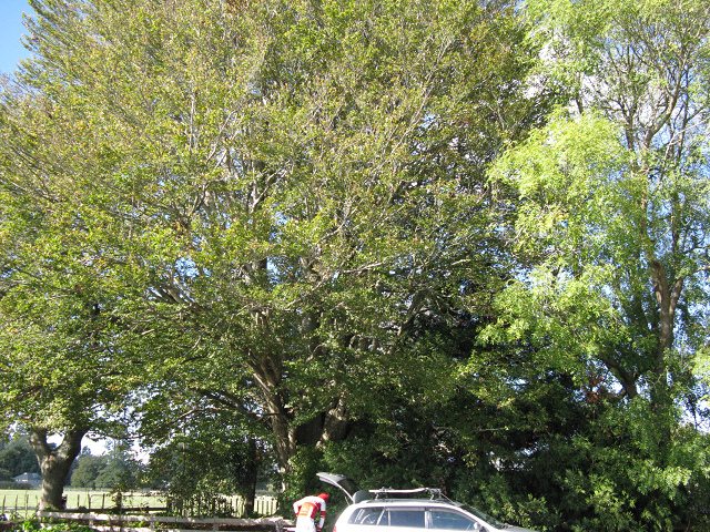 Beech- Cambridge Tree Trust